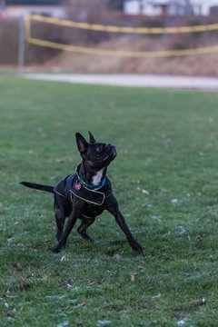 Bild 90 - Hundeshooting